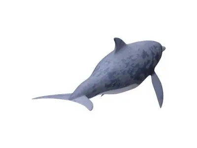 Dolphin Fish 3D model
