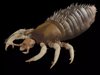 Louse insect Low-poly 3D model