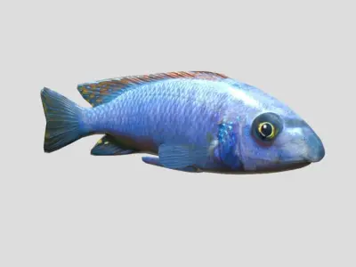 Labeotropheus Trewavasae Realistic Animated Low-poly 3D model