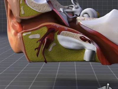 Ear Anatomy 3D model