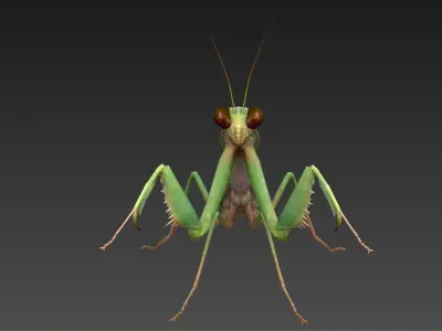 mantis insect Low-poly 3D model