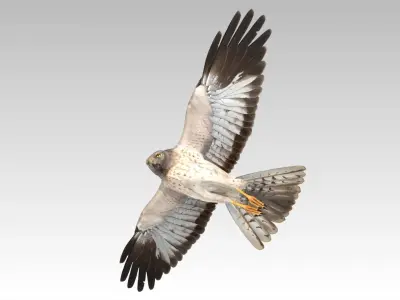 Hen Harrier Low-poly 3D model