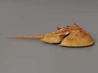Horseshoe Crab Red Low-poly 3D model