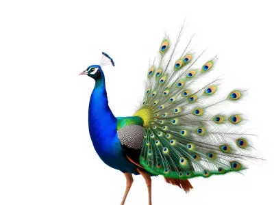 Vibrant Peacock model pack Low-poly 3D model