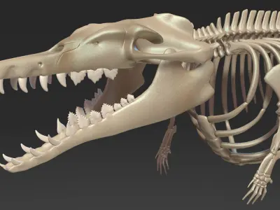 Basilosaurus skeleton 3D model