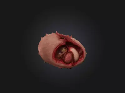 Infected Spleen Low-poly 3D model
