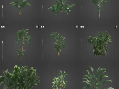 2021 PBR White Giant Bird of Paradise - Strelitzia Nicolai  3D model