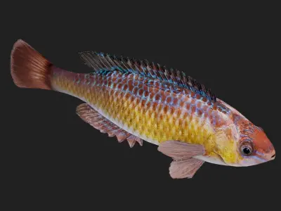 Wrasse Low-poly 3D model
