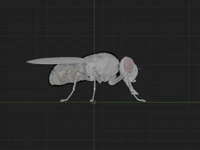 Housefly - Musca domestica - static 3D model