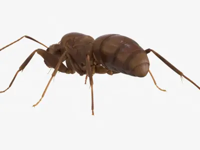 4K Lifelike Ant Low-poly 3D model