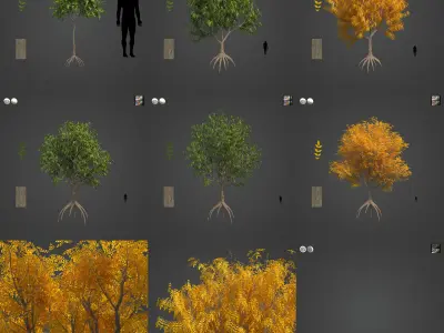 2021 PBR Japanese Walnut Collection - Juglans Ailantifolia  3D model