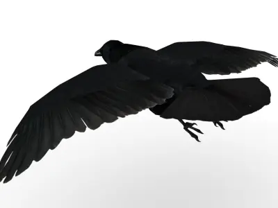 Carrion Crow Animated Low-poly 3D model