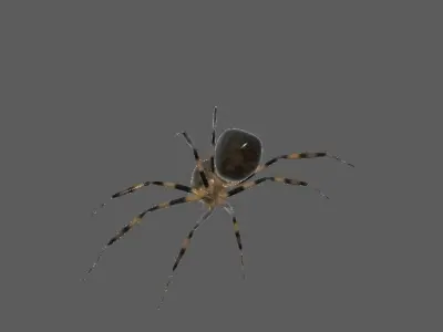 House Spider 3D model