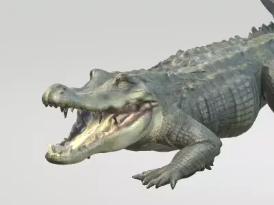 Florida Swamp Alligator 3D model