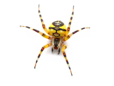 Vibrant Spider model pack Low-poly 3D model