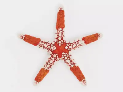 -Necklace Starfish V2- 3D model