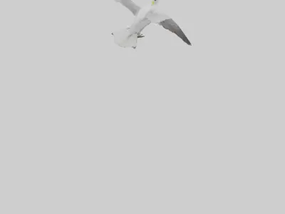 Crested Tern flying model 3D model
