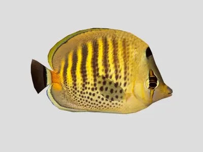 Butterflyfish Low-poly 3D model