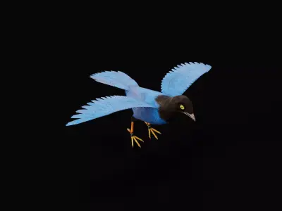 Purplish-Backed Jay Bird Low-poly 3D model