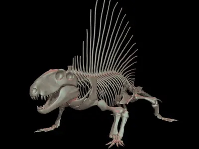 Dimetrodon Skeleton 3D model