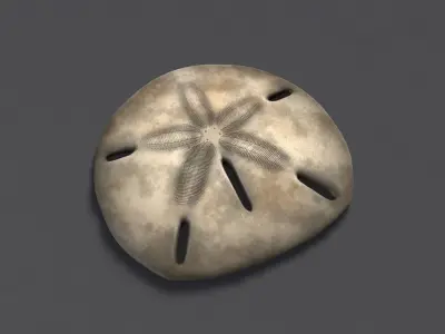 Sand Dollar Low-poly 3D model
