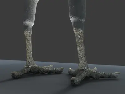 White Peacock Sitting 3D model