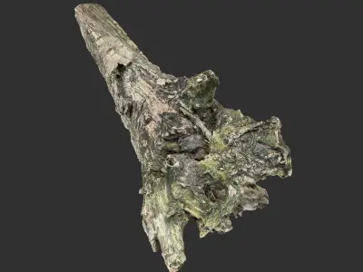 Withered tree trunk 3d scan 3D model