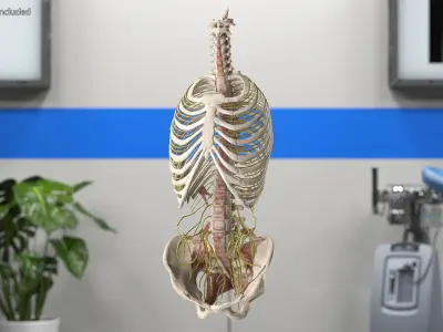Female Spine Anatomy 3D model