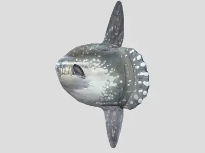 Sunfish Low-poly 3D model