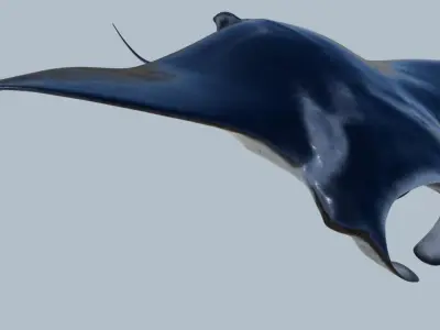 Manta ray rigged and animated for Cinema 4d Low-poly 3D model