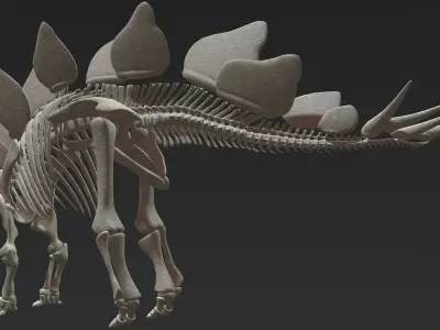 Stegosaurus Skeleton 3D 3D model