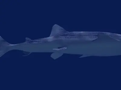 Whale Shark Rhincodon 3D model