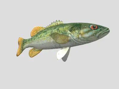 Redeye Bass Realistic Animated Low-poly 3D model