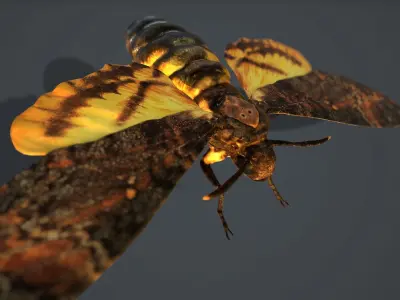 Acherontia Atropos Death Head Hawk Moth PBR 3D model