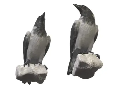  Hooded Crow 3D model