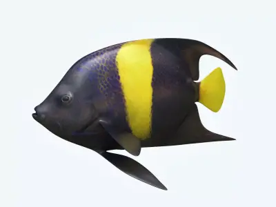 Anglefish 3 flying fish 3D model