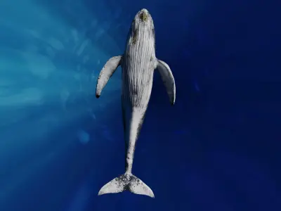 Humpback Whale Animated 3D model purchase
