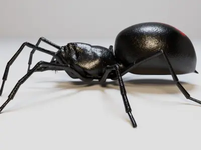 Black Spider 3D model