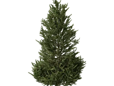  Large Fraser Fir Tree Model 