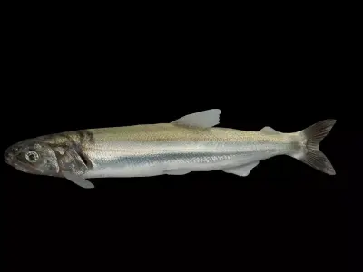 Eulachon aka Candlefish 3D model