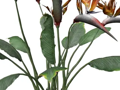 Bird of Paradise Flower - 01 - 3D model