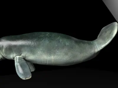 Manatee with Octane 3DS Max Support  Low-poly 3D model