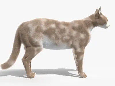 Full Cat Female Anatomy Static 3D model purchase