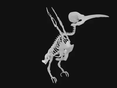 Hummingbird skeleton 3D model