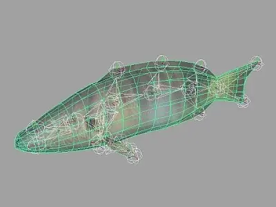 Pirka - Serranus scriba Low-poly 3D model
