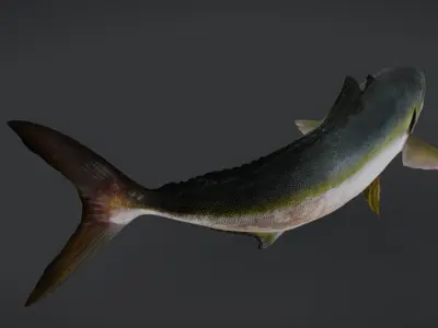 Yellowtail Amberjack Animated 3D model