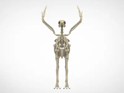Hippogriff Skeleton 3D model