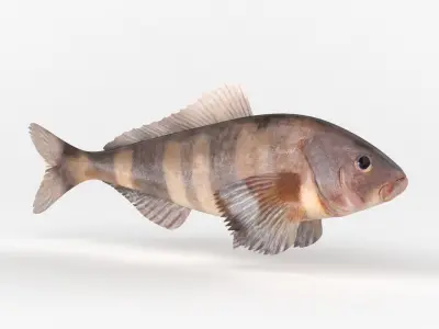 Fish Greenling 3D model