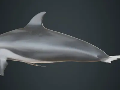Dolphin 1B Low-poly 3D model