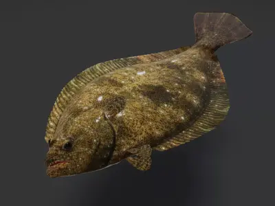 Realistic Flounder Animated 3D model